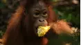 Becoming Orangutan
