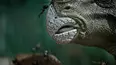 Planet Insect