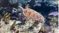 Destination Dive