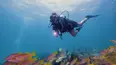 Destination Dive