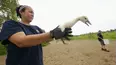 Rescate urbano de animales