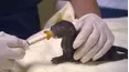 Rescate urbano de animales