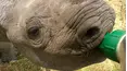 Diarios de la vida silvestre de Kenia