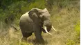 Diarios de la vida silvestre de Kenia