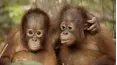 Escuela selvática de orangutanes