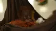 Escuela selvática de orangutanes