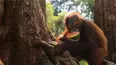 Escuela selvática de orangutanes