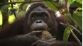 Escuela selvática de orangutanes