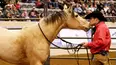 The Cowboy Way