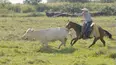 The Cowboy Way