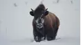 Defenders of the Wild