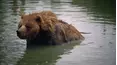 Defenders of the Wild
