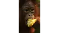 Convirtiéndose en orangután