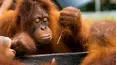 Convirtiéndose en orangután