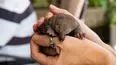Wildlife ER