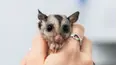 Wildlife ER