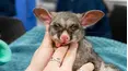 Wildlife ER
