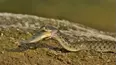 Extreme Snakes