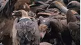 Obreros de la naturaleza
