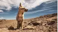 Wild Argentina: Extreme Earth