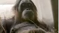 How the Wild Things Sleep