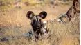 Wild Dogs: Pack vs. Pride
