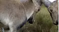Guerreros salvajes