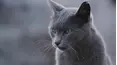 Mis gatos salvajes