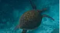 Deep Dive Australia