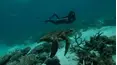 Deep Dive Australia