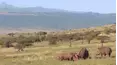 Animal Special Forces