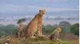 Maasai Mara: Wildlife Crossover