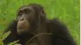 Animals Like Us