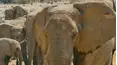 Animals Like Us