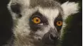 Animals Like Us