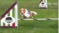 Incredible Dog Challenge
