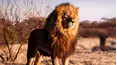 Icons of the Wildlife
