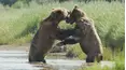 Hungry Games: Alaska's Big Bear Challenge