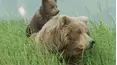Hungry Games: Alaska's Big Bear Challenge