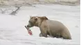 Hungry Games: Alaska's Big Bear Challenge