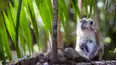 Macaque Island