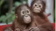 Orangutan Jungle School