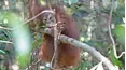 Orangutan Jungle School