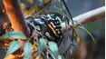 Wild Tales
