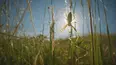 Webs & Wings: Nature's Tiny Ballet