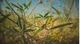 Webs & Wings: Nature's Tiny Ballet