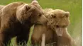 Parents In The Wild