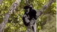 Parents In The Wild