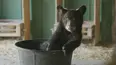 Cub Camp