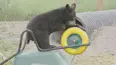 Cub Camp